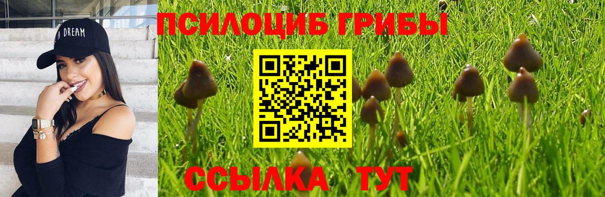 где можно купить наркотик  Вход с VPN  Гусь-Хрустальный  Псилоцибиновые грибы Psilocybe 
